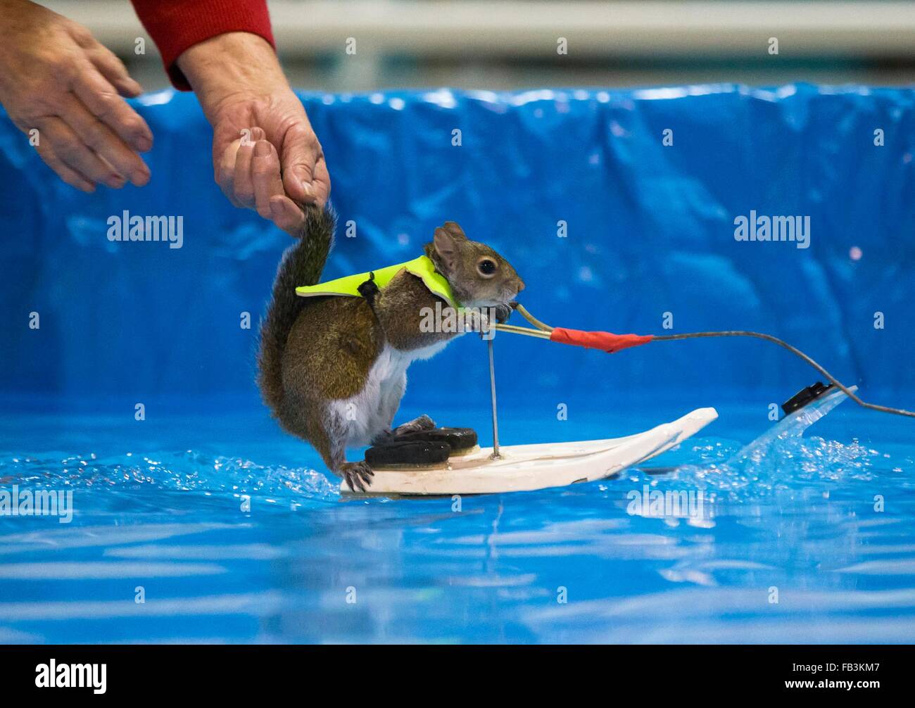 Toronto, Kanada. 8. Januar 2016. Twiggy führt das Wasserski-Eichhörnchen während der 2016 Toronto International Boat Show am Exhibition Place in Toronto, Kanada, 8. Januar 2016. Bildnachweis: Zou Zheng/Xinhua/Alamy Live-Nachrichten Stockfoto