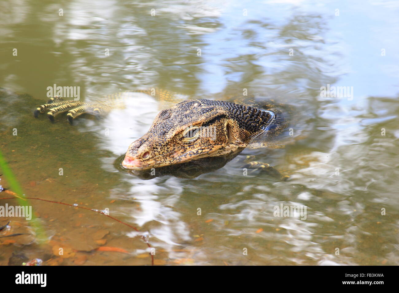 Hintergrund von Varanus Salvator haben eine Pause am Kanal entlang Stockfoto