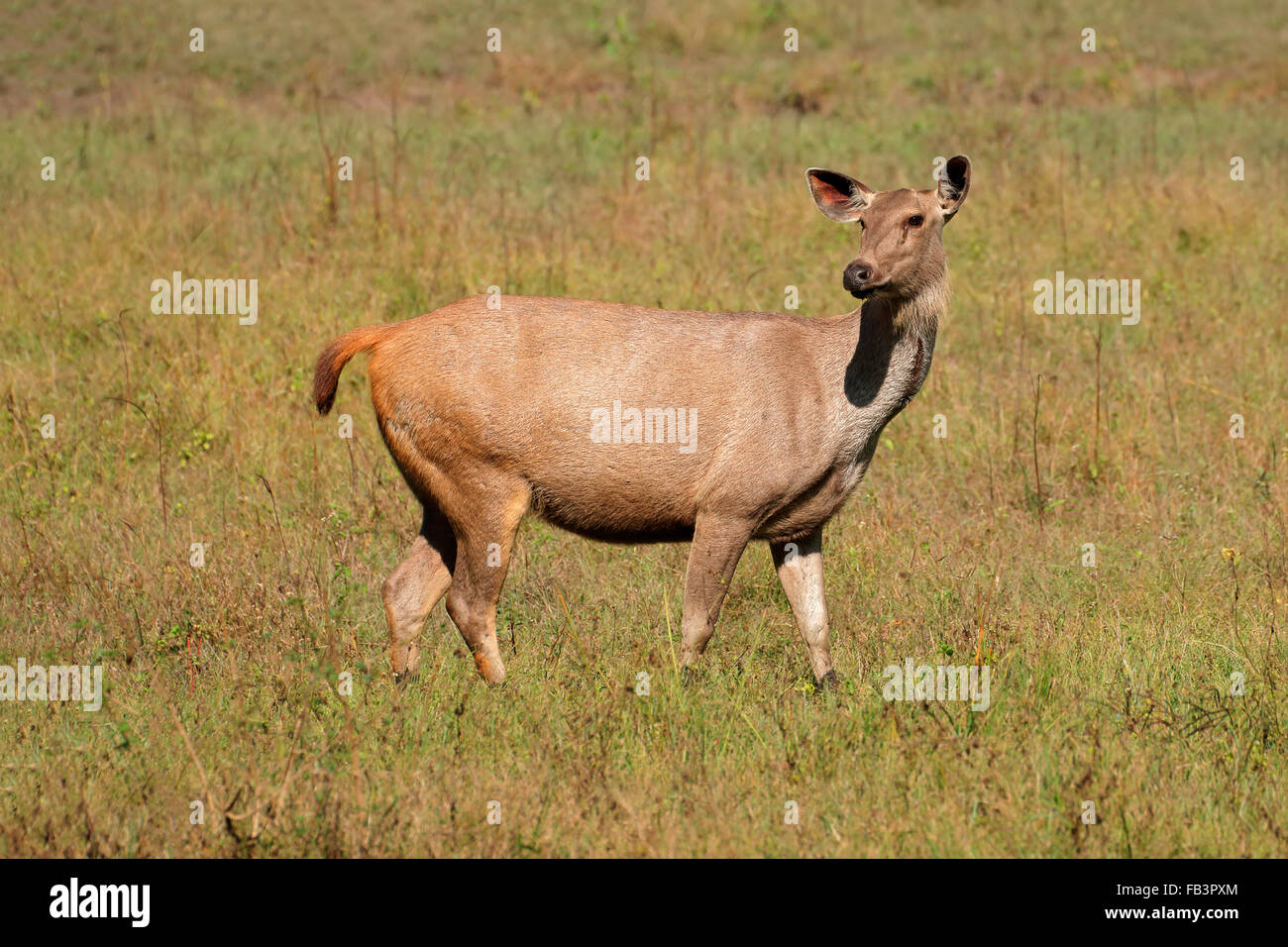 Weibliche Sambar-Hirsch (Rusa unicolor), Kanha Nationalpark, Indien Stockfoto