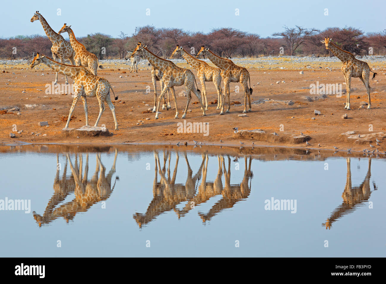 Giraffe Herde (Giraffa Plancius) an einer Wasserstelle, Etosha Nationalpark, Namibia Stockfoto