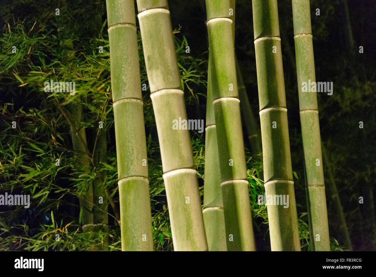 Nachtansicht des beleuchteten Bambuswald hinter Tenryuji Tempel in Arashiyama während Hanatoro, Kyoto, Japan Stockfoto