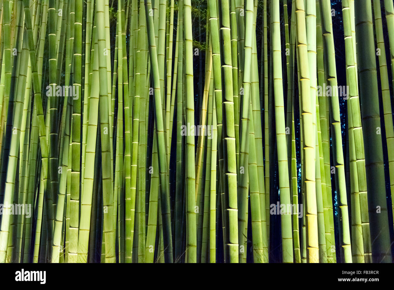 Nachtansicht des beleuchteten Bambuswald hinter Tenryuji Tempel in Arashiyama während Hanatoro, Kyoto, Japan Stockfoto