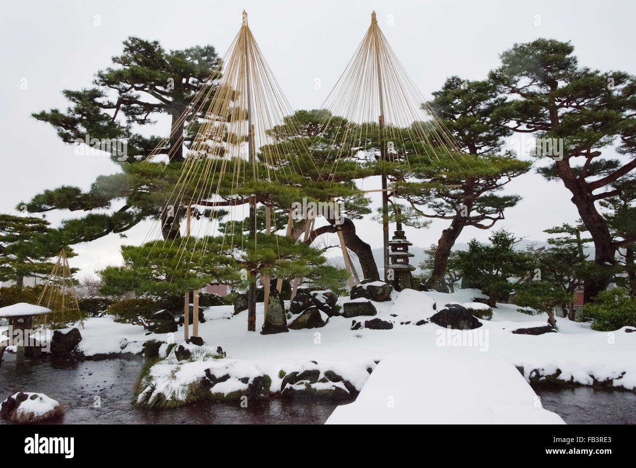 Yukizuri zu verhindern, dass Äste brechen im Winter im Kenrokuen Garten, Kanazawa, Präfektur Ishikawa, Japan Stockfoto
