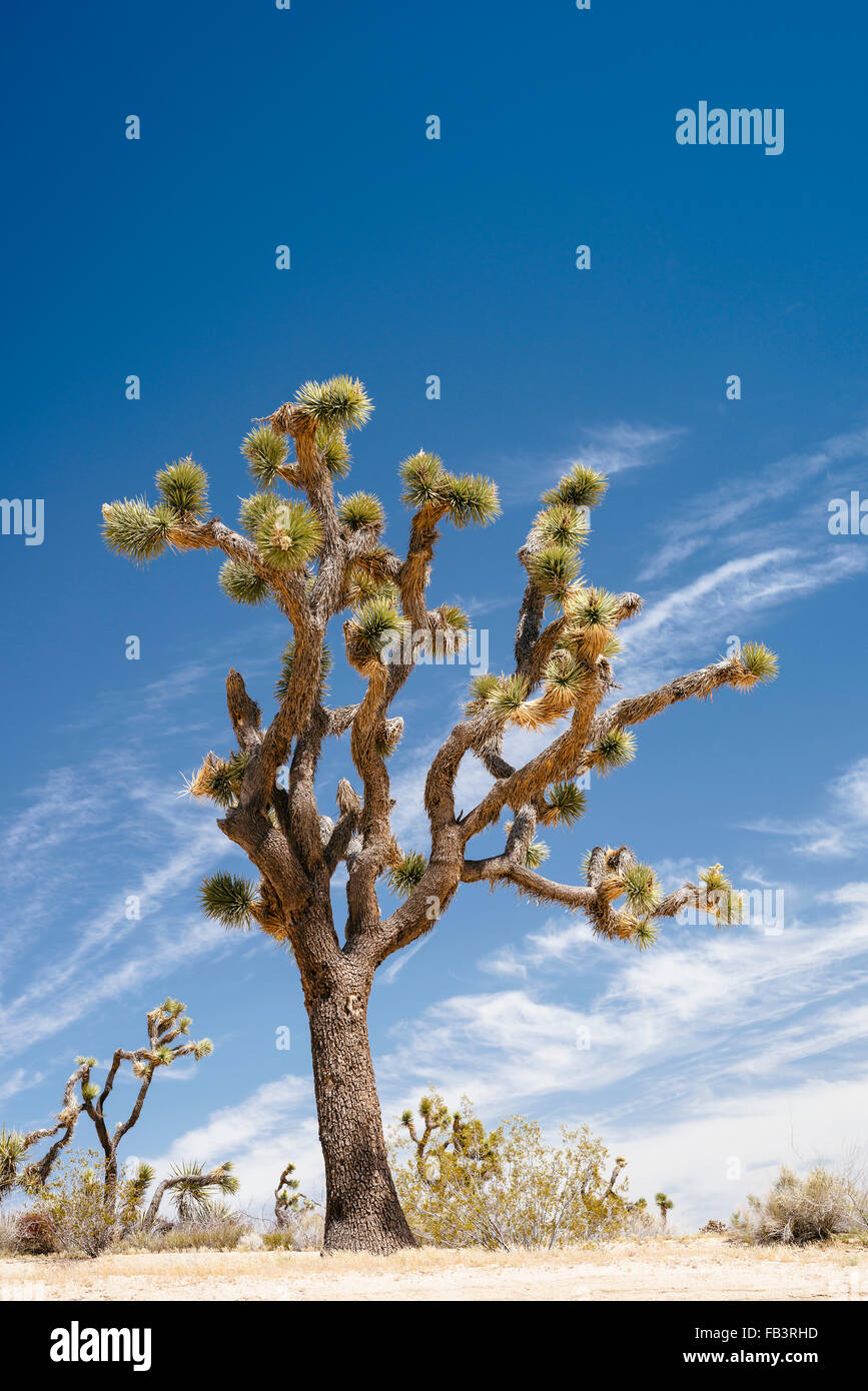 Joshua Bäume in Yucca Valley, in der Nähe von Joshua Tree Nationalpark, Kalifornien Stockfoto