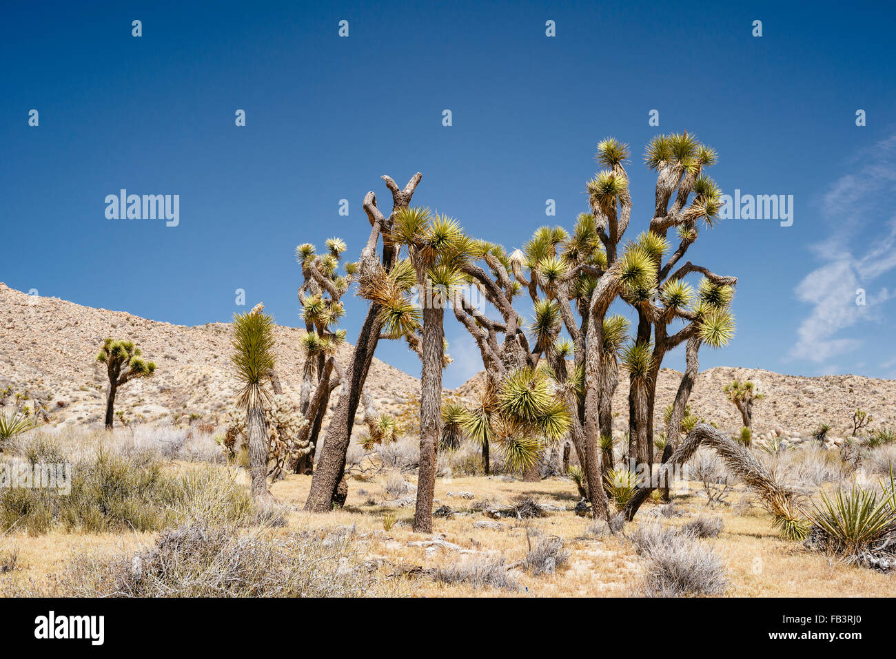Joshua Bäume in Yucca Valley, in der Nähe von Joshua Tree Nationalpark, Kalifornien Stockfoto