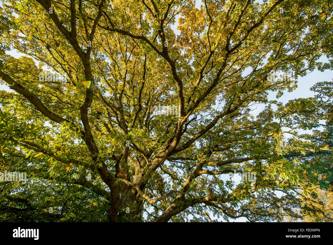 Alte Eiche (Quercus SP.), Wald-Wienerwald, Wien, Österreich Stockfoto