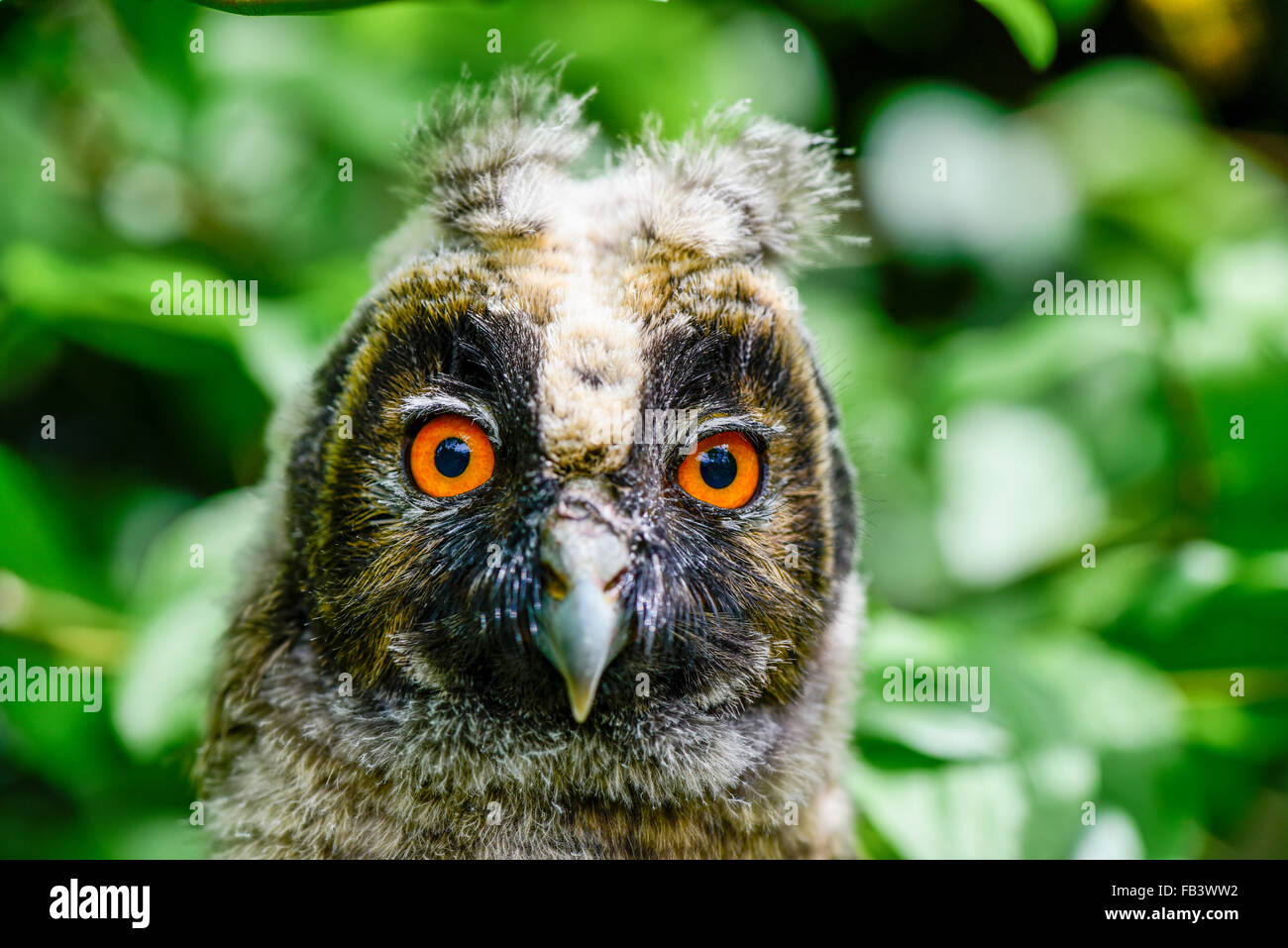 ASIO Otus, Österreich, Niederösterreich, Wiener Neustadt Stockfoto