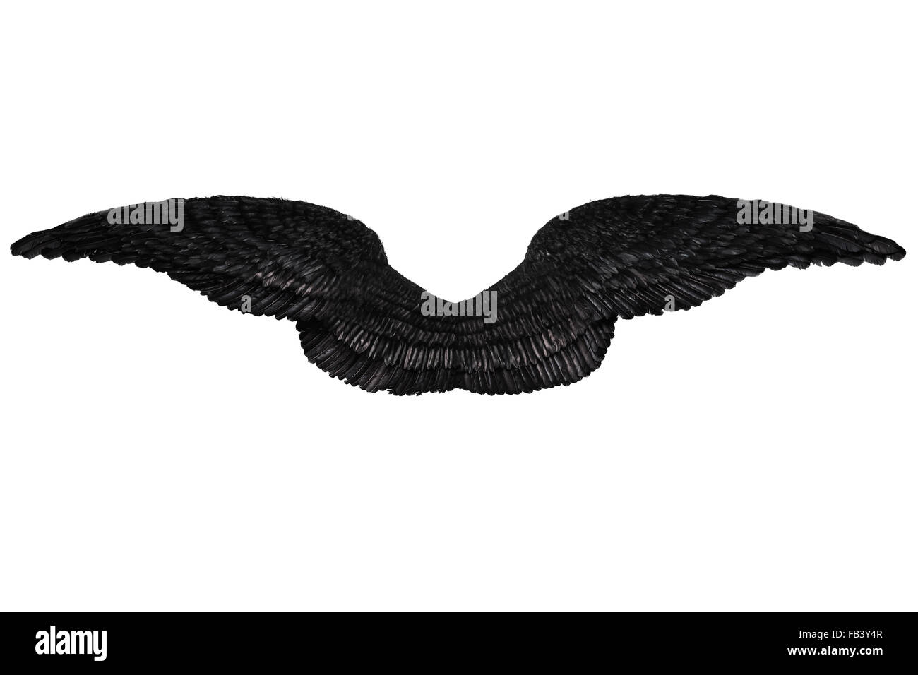 Flügel schwarz auf weiß Stockfoto
