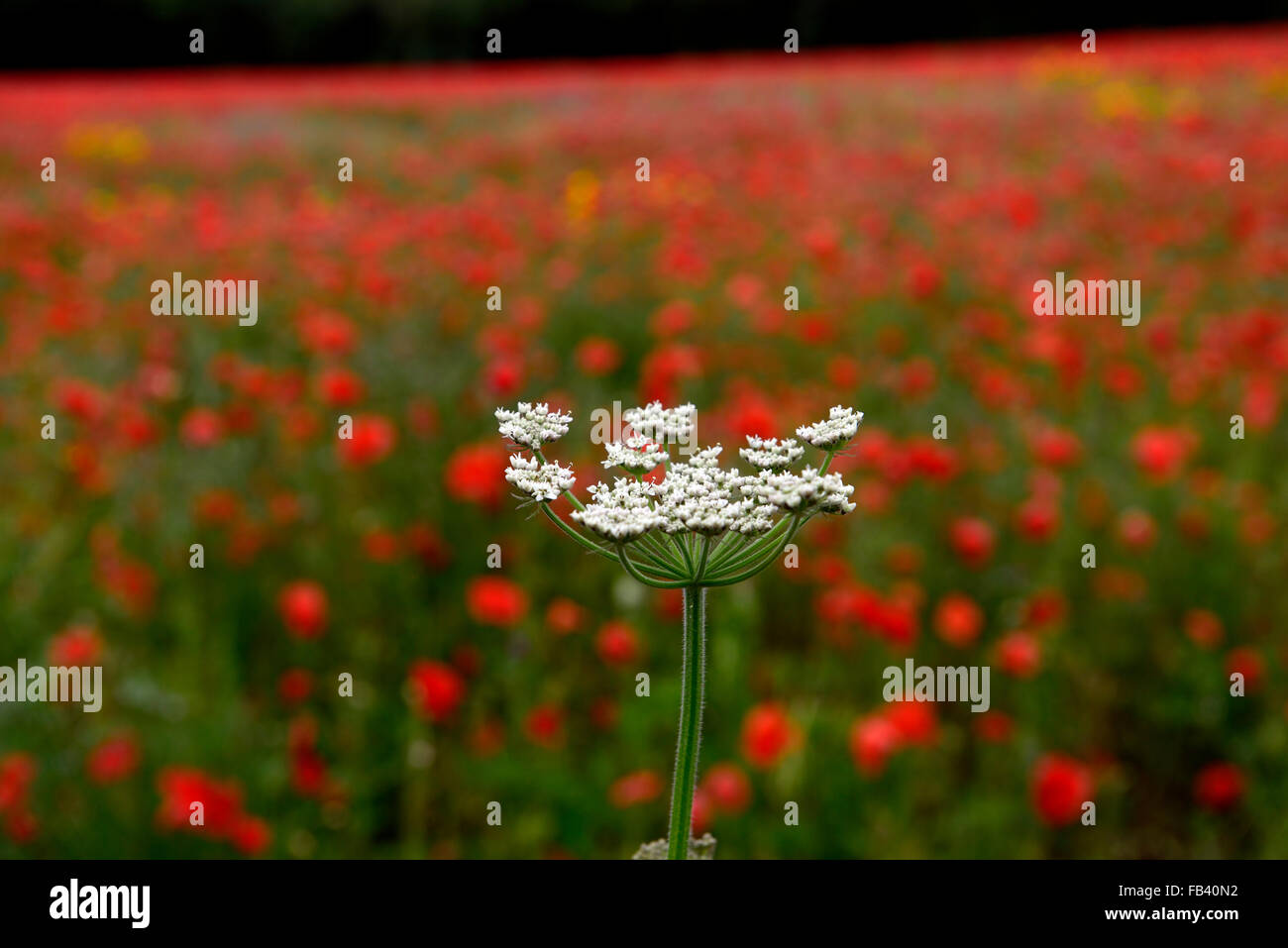 Anthriscus Sylvestris Kuh Petersilie Papaver Rhoeas gemeinsamen Mohn weiß rote Blume Blumen Wildblumen Feld Mohn RM Floral Stockfoto