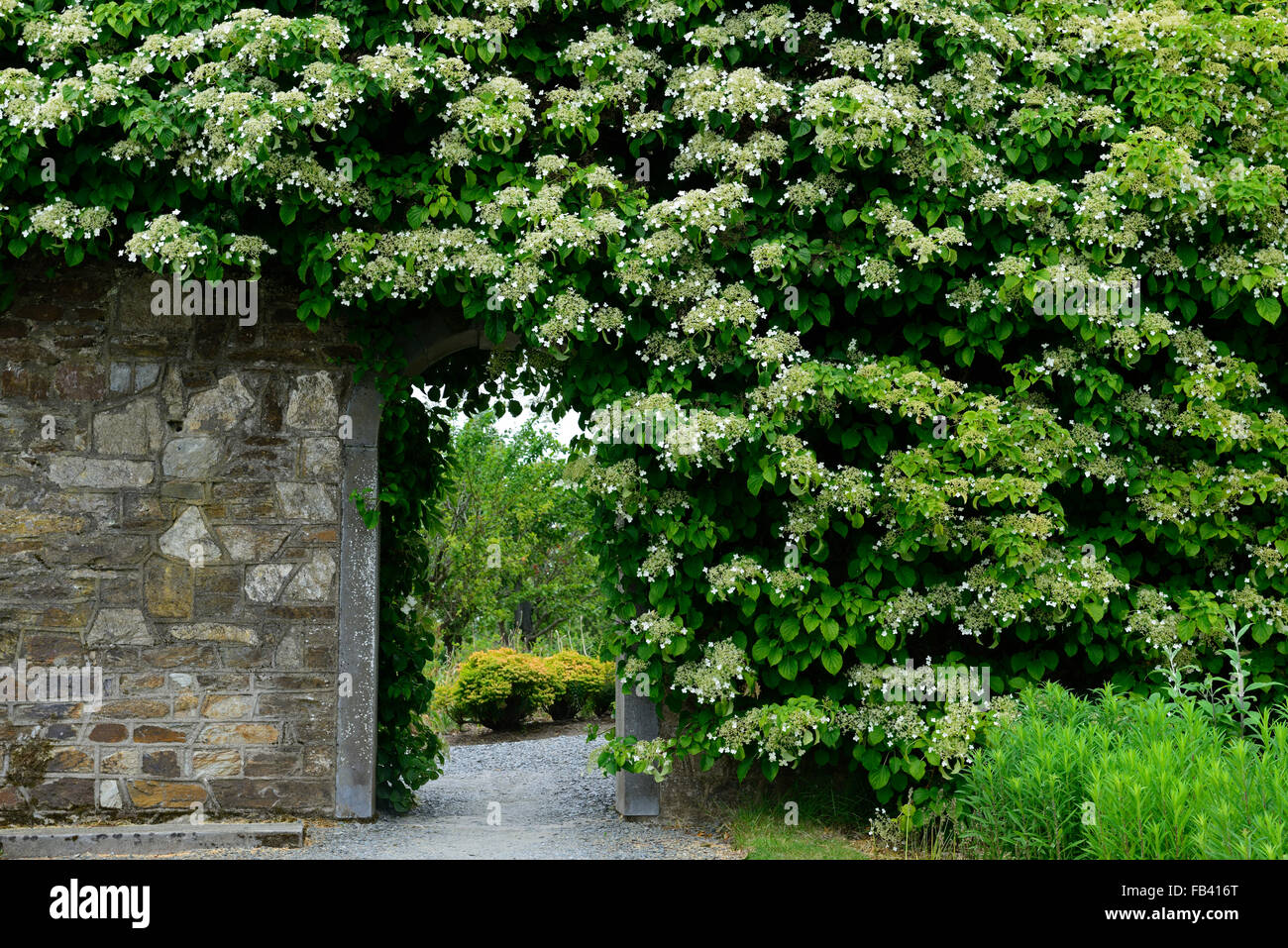 Hydrangea Anomala Subsp Kletter Klettern Hortensien ummauerten Gartentor Tor Abdeckung bedeckt Blume Blüte RM Floral Stockfoto