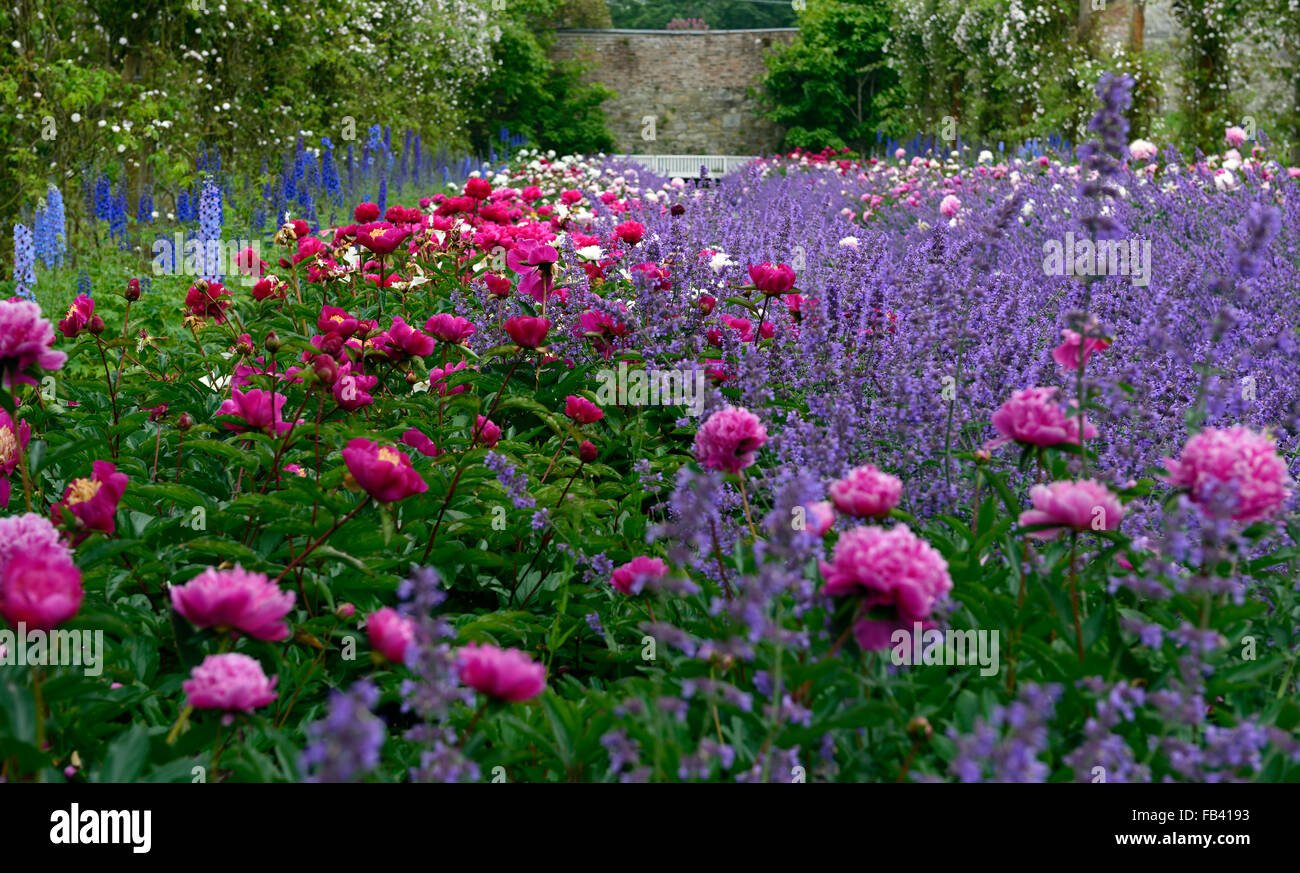 Doppelrand krautartig Pfingstrose Paeonia Nepeta Delphinium Rosa weißen Rambler Pauls Himalayan Musk Pfad mount Congreve Gardens Stockfoto