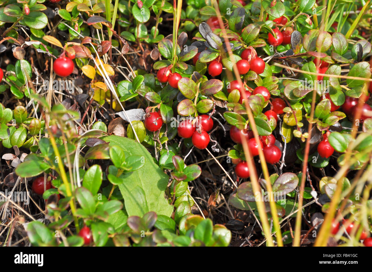 Reife Preiselbeeren auf den Büschen. Reife Beeren im Sommer Vegetation der Taimyr Tundra. Stockfoto