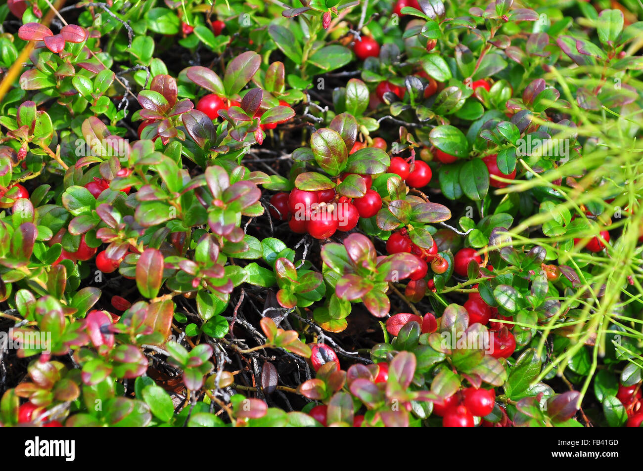 Reife Preiselbeeren auf den Büschen. Reife Beeren im Sommer Vegetation der Taimyr Tundra. Stockfoto