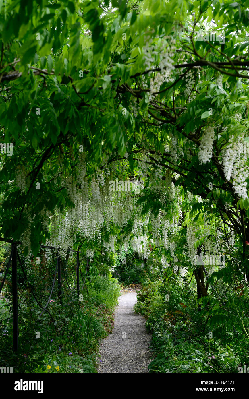 Weiße Wisteria Sinensis Bogen gewölbten Pergola Tunnel Blume Blumen Spaziergang Gehweg Abdeckung abgedeckt blühenden Kletterer Frühling RM Floral Stockfoto