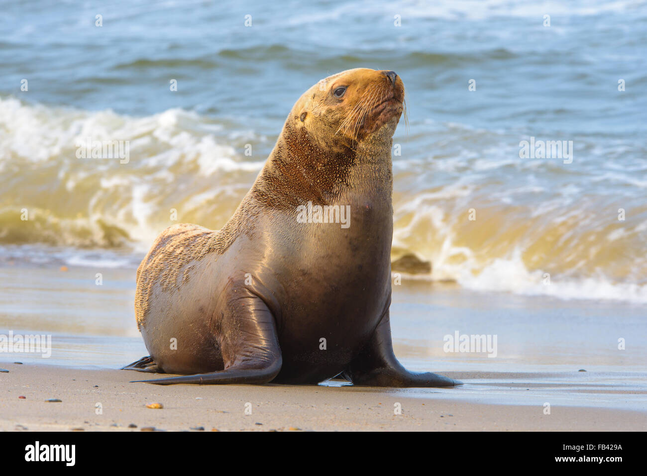 Sea Lion. Tierwelt des Nordteils der Insel Sachalin, Russland. Landschaften, Seestücke, Tiere. Sand spucken Piltun. Stockfoto