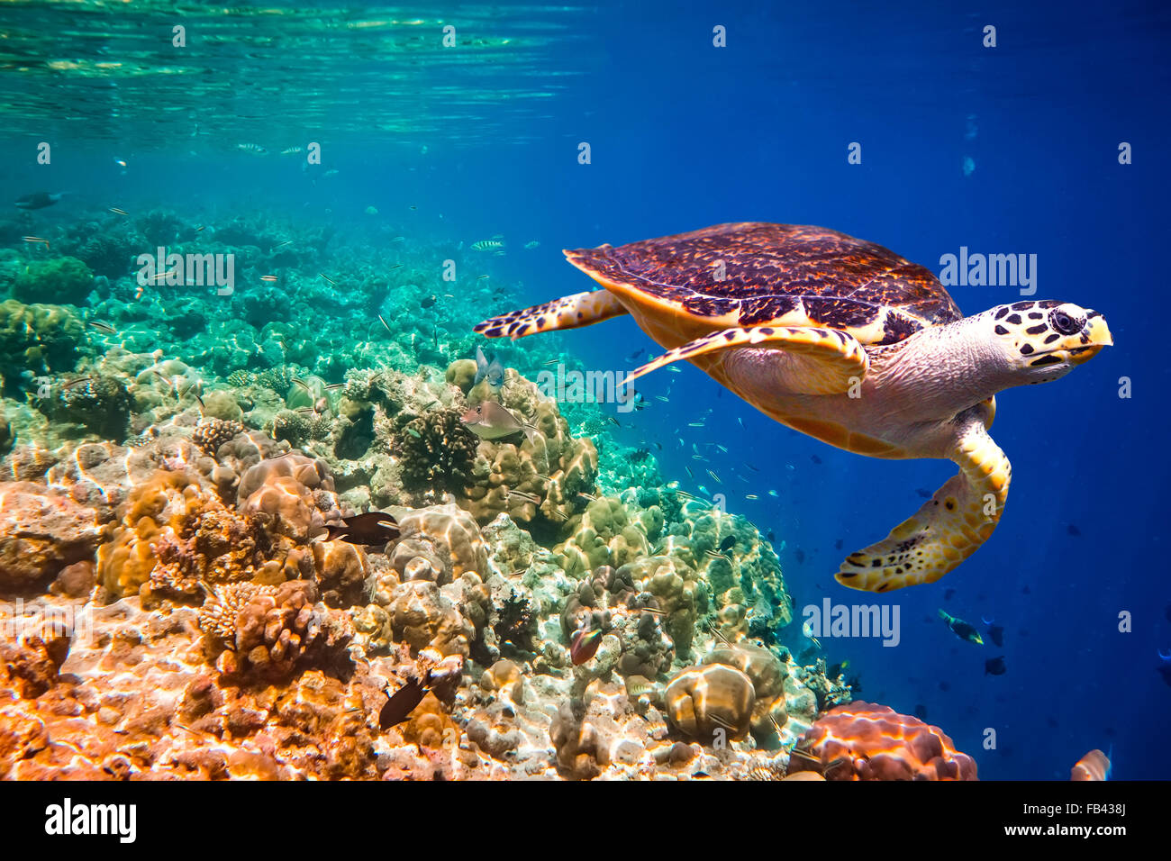 Echte Karettschildkröte - schwebt Eretmochelys Imbricata unter Wasser. Malediven Indischer Ozean Korallenriff. Stockfoto
