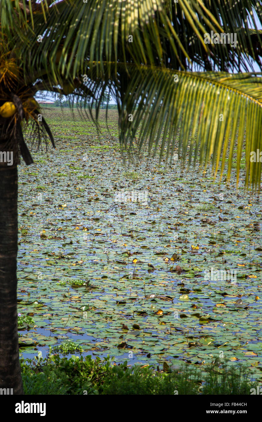 Backwaters in Kerala, Indien. Die Backwaters sind ein ausgedehntes Netz von 41 west fließen ineinander greifenden Flüssen, Seen und Kanälen th Stockfoto