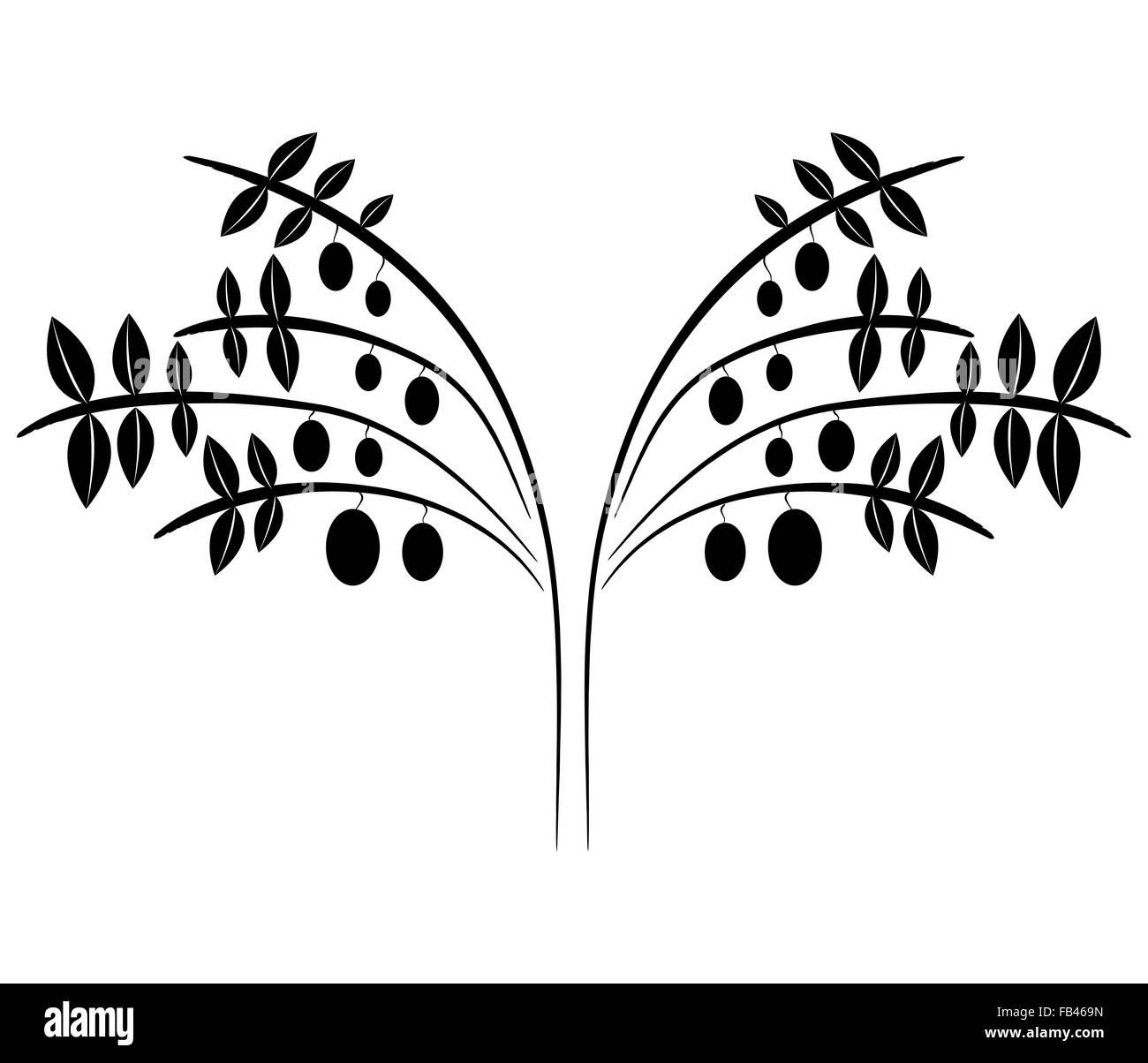 Oliven auf weißem Hintergrund Stockfoto