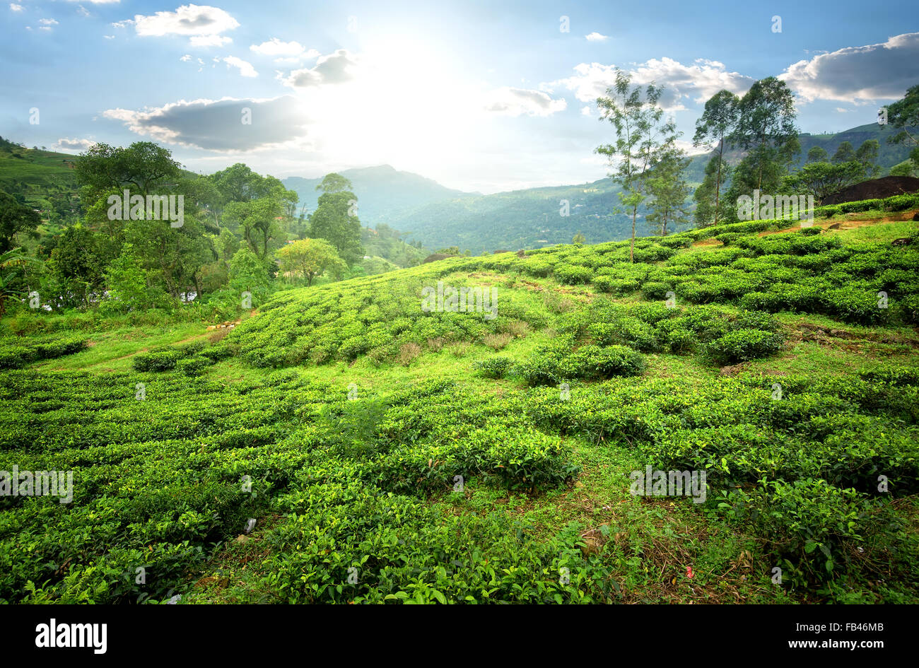 Tee-Felder von Nuwara Eliya in Bergen Stockfoto