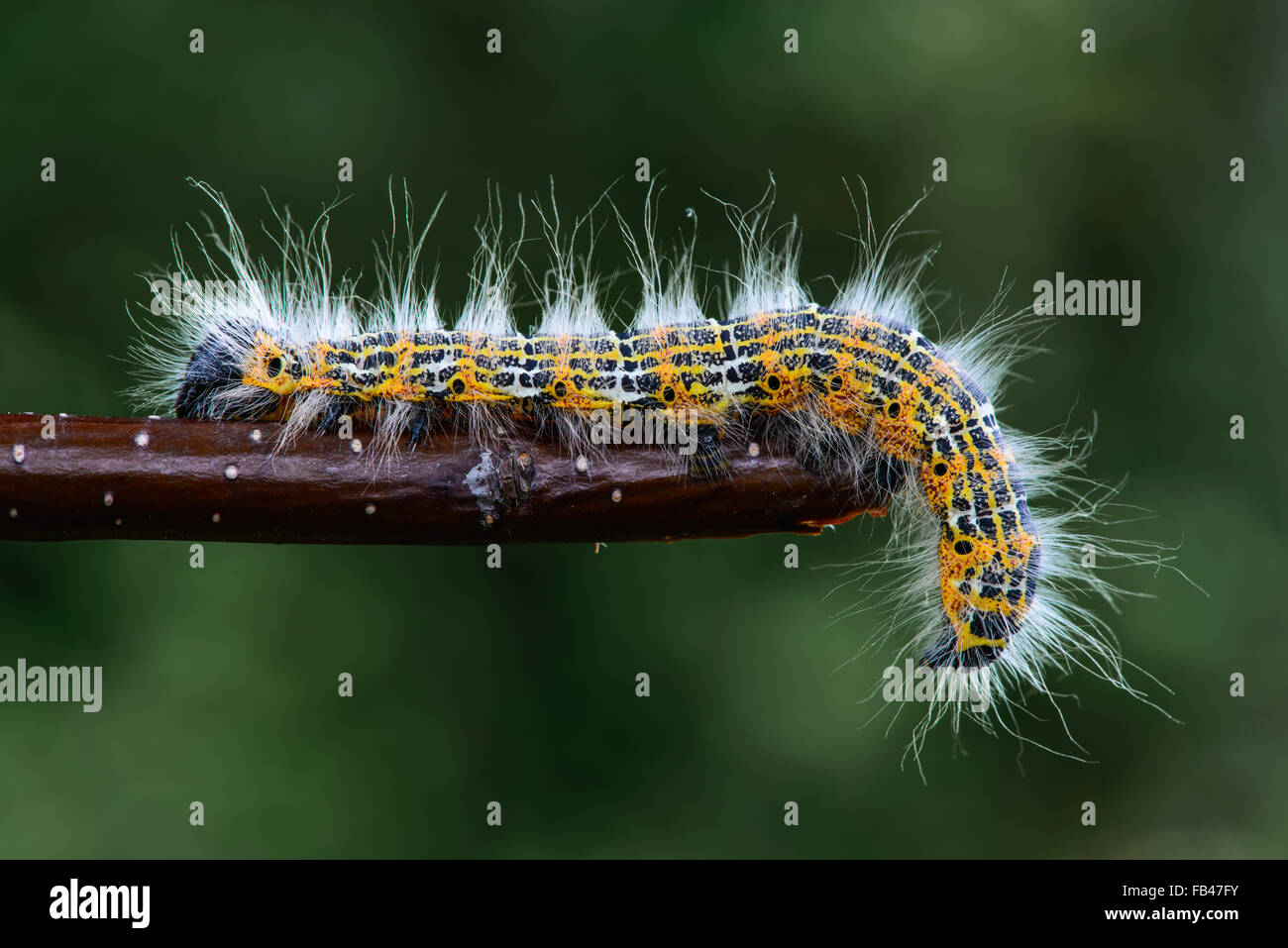 Raupe auf einem Zweig Stockfoto