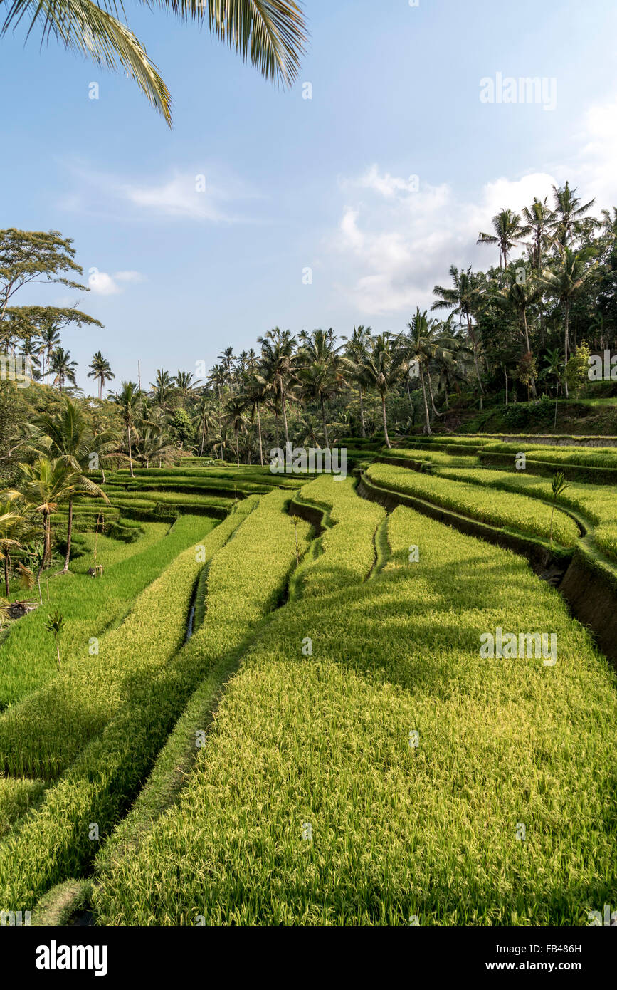 Reis-Terrassen am Gunung Kawi Tempel, Tampaksiring in der Nähe von Ubud, Bali, Indonesien Stockfoto