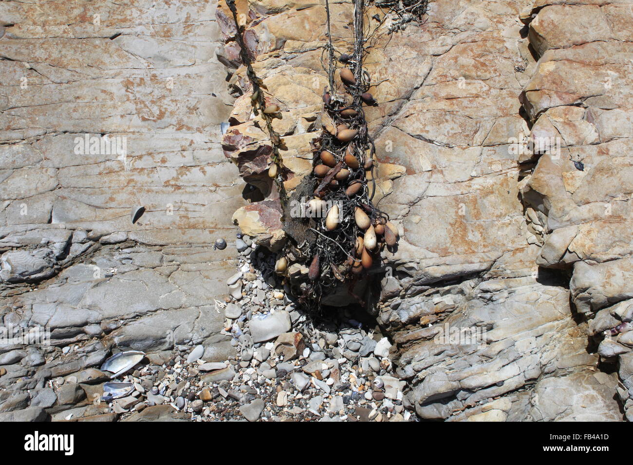 Meer-Pflanzenwelt Stockfoto