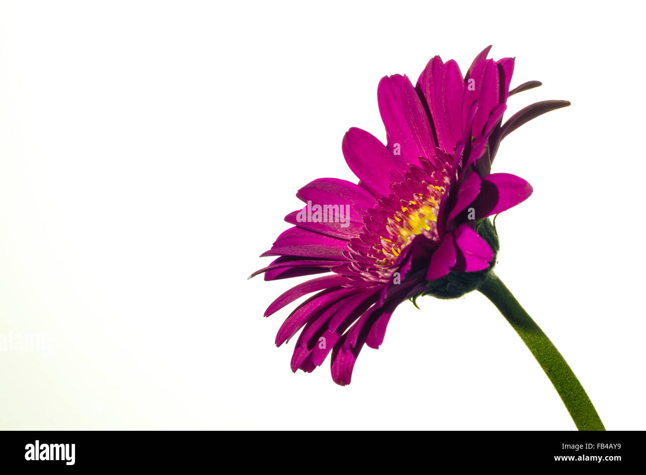 Farbenfrohe Gerbera isoliert auf einem weißen Hintergrund. Stockfoto