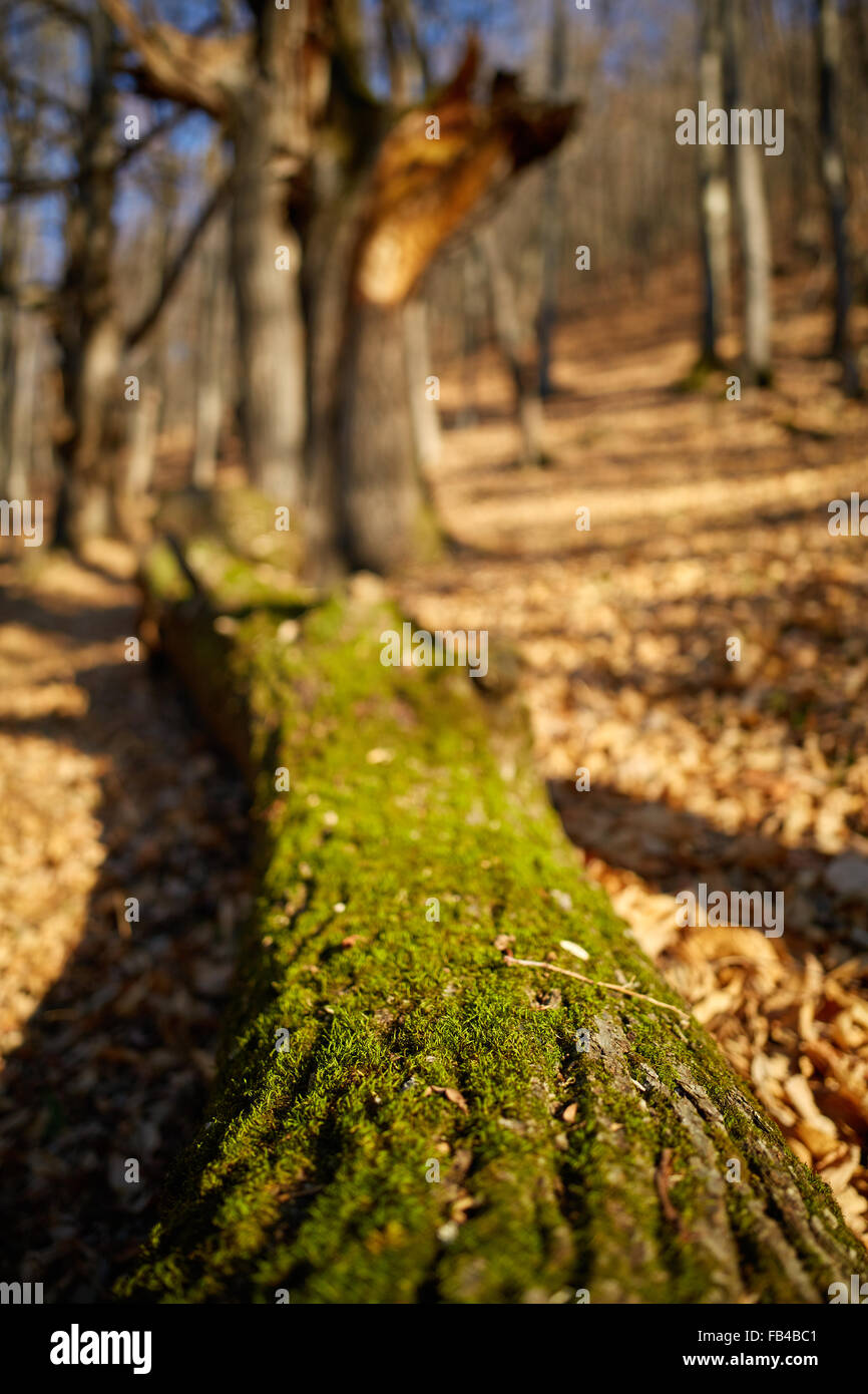 Nahaufnahme von einer alten abgespeckte Eiche mit Wald im Hintergrund jedoch unscharf Stockfoto