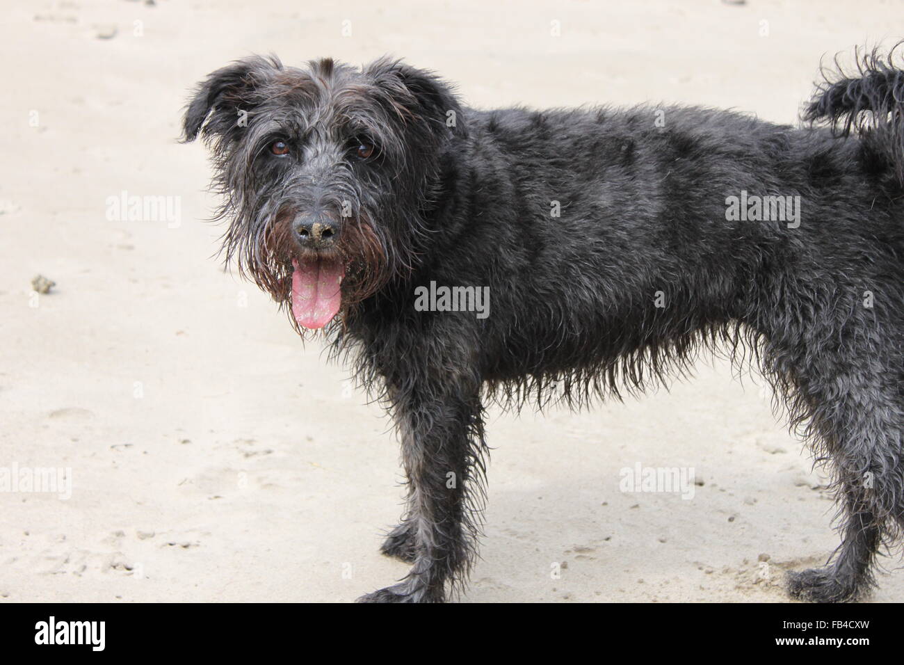 schwarze Terrier Hund mit Zunge am Sandstrand Stockfoto
