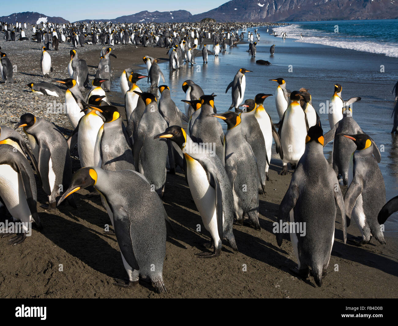 South Atlantic, Südgeorgien, Bucht der Inseln, König, Pinguine auf Salisbury Plain Strand Stockfoto