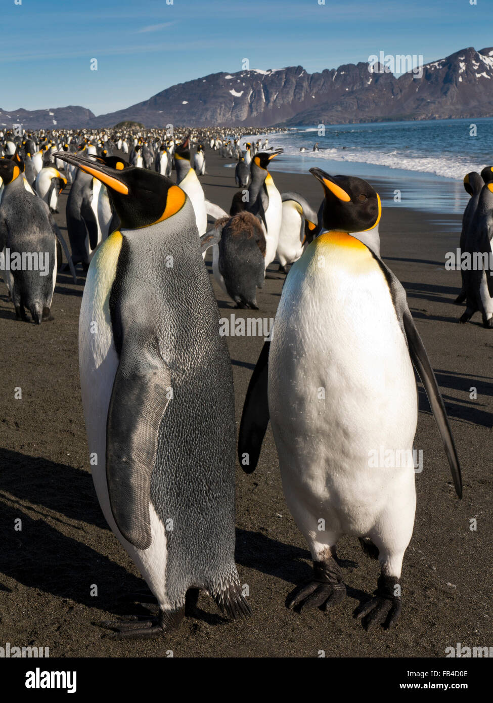 Südatlantik, Südgeorgien, Bucht der Inseln, king Pinguine am Strand von Salisbury Plain Stockfoto