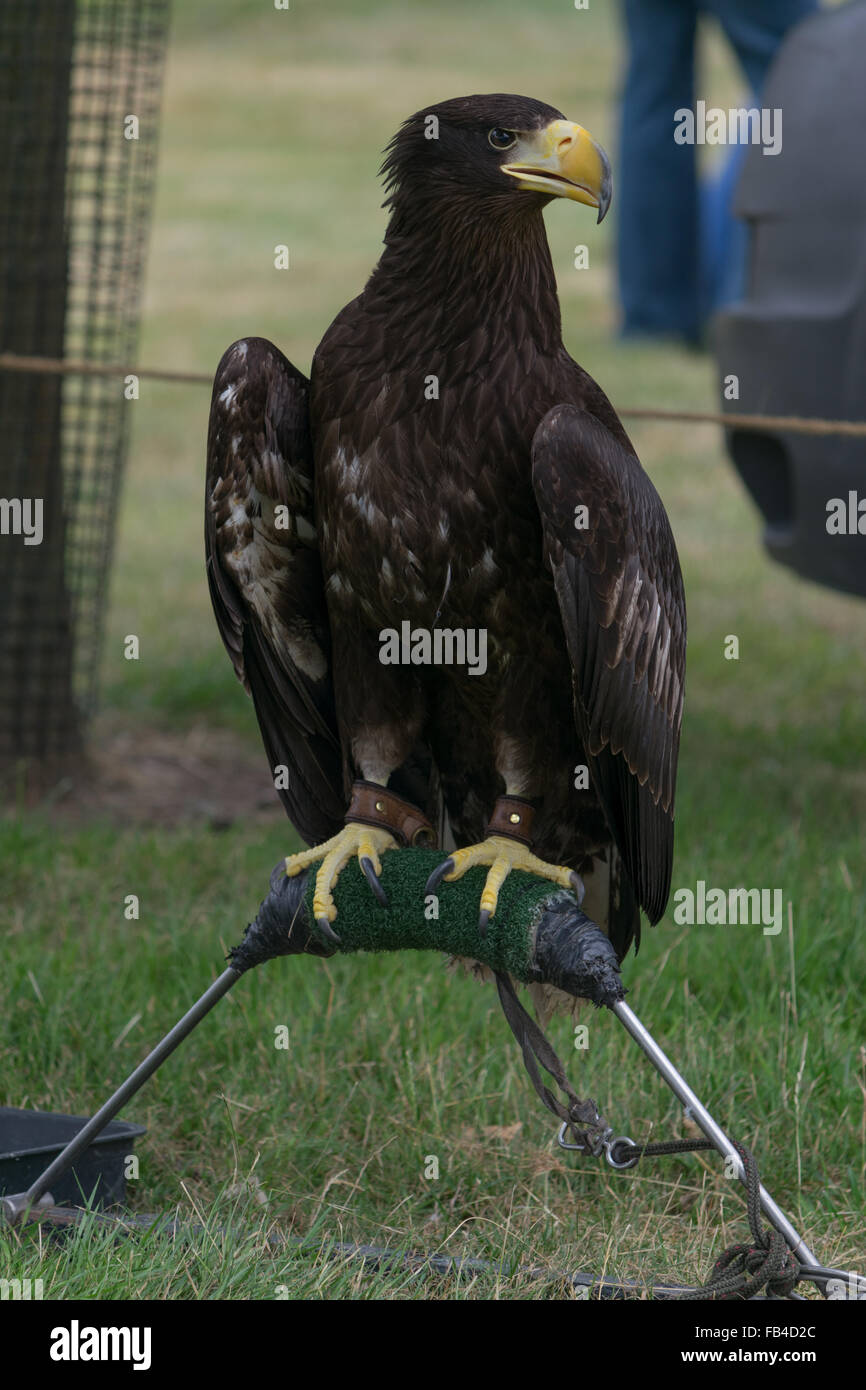 Adler in Gefangenschaft auf einem Ständer, dunkel braun, gelbe Schnabel mit entspannten gefalteten Flügeln Stockfoto