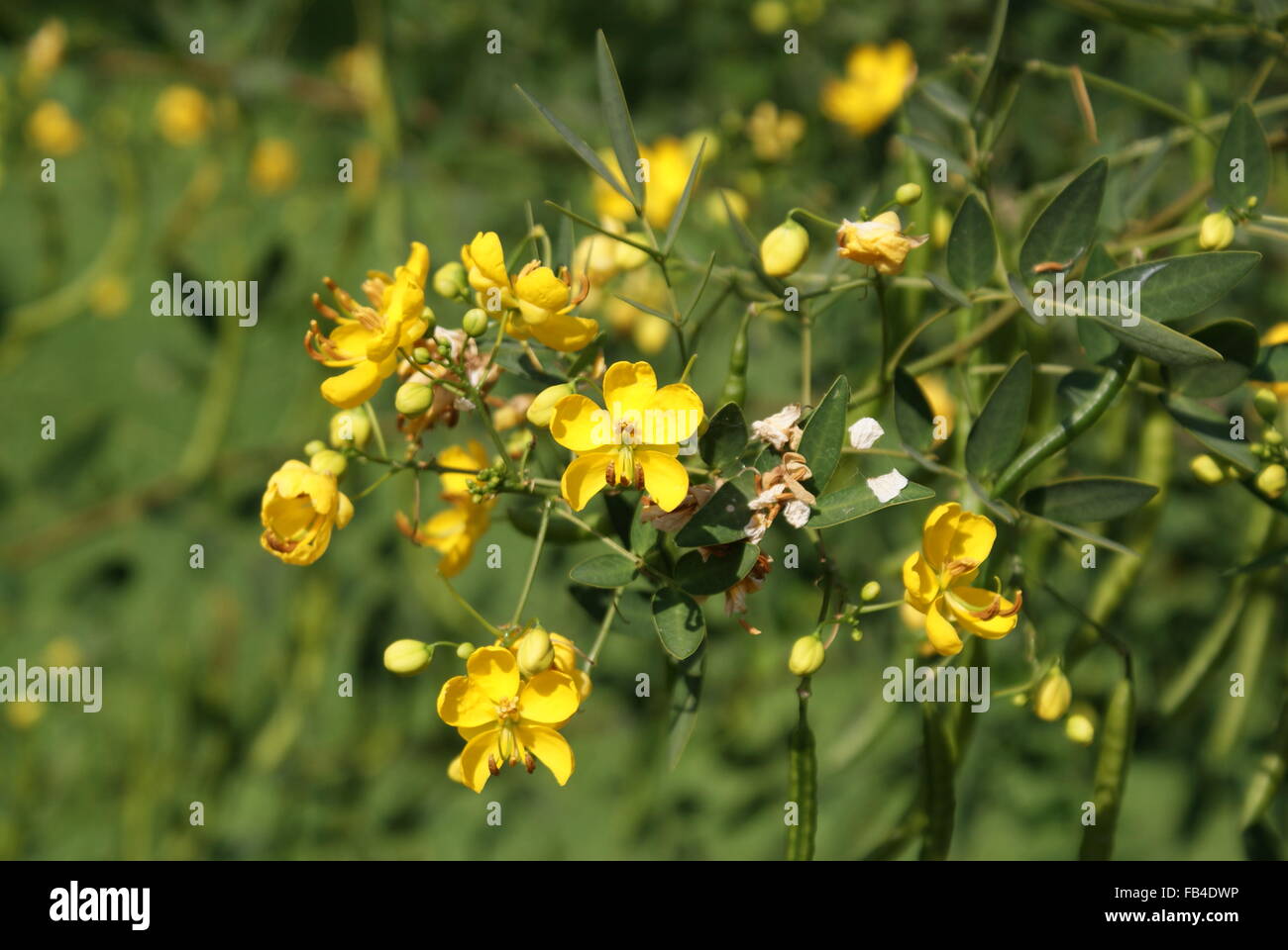 Kleinen gelben Blüten der Zweig der Blüte im Frühjahr. Grüne Blätter und Garten Hintergrund. Stockfoto