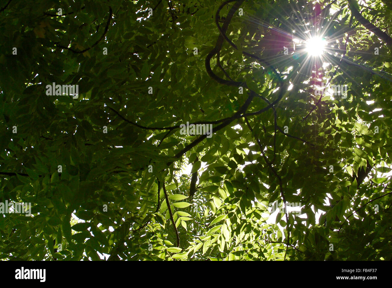 Die Sonne scheint durch einen Baum in einer National Trust-Unterkunft Stockfoto