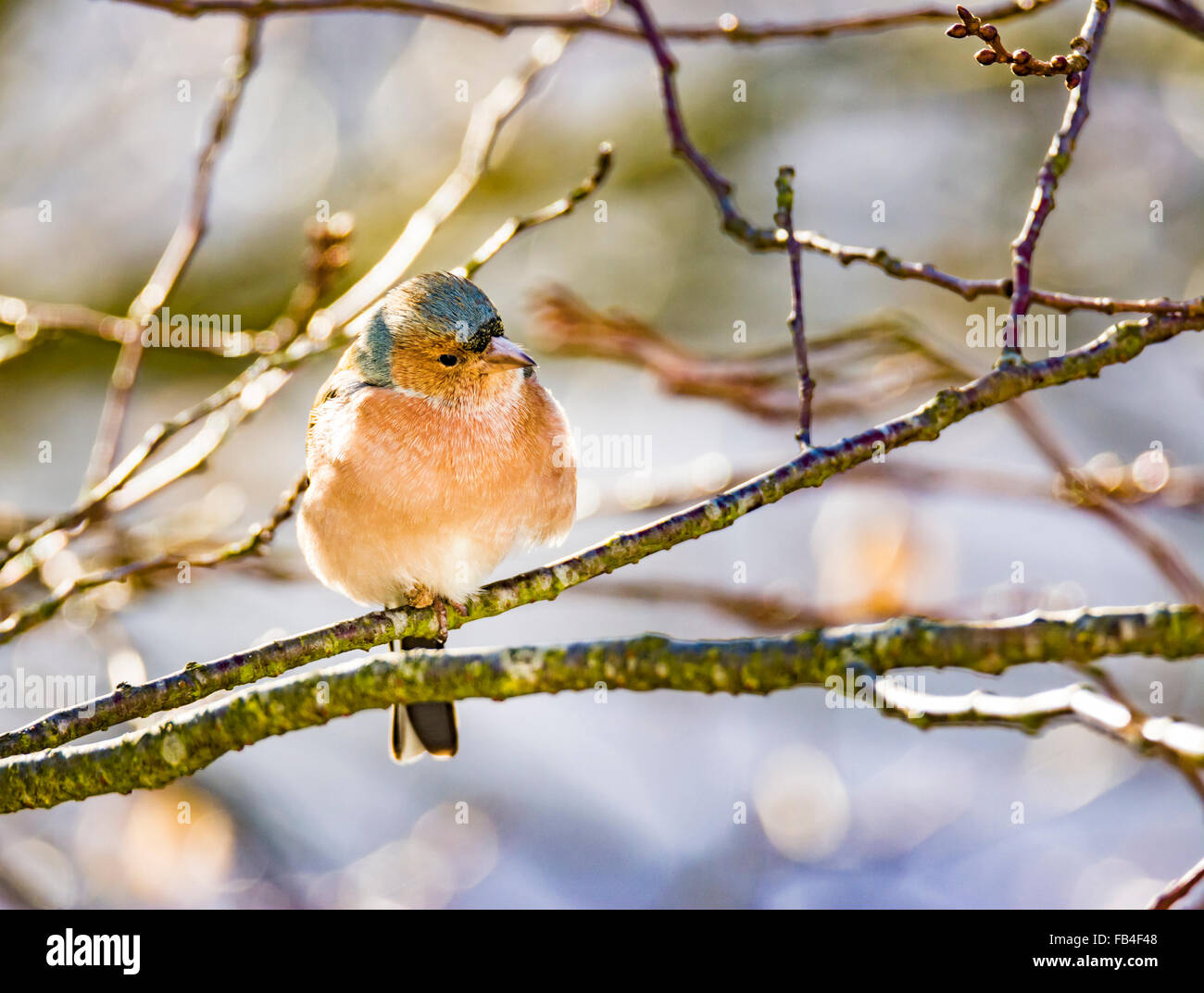 Gemeinsamen Buchfinken (Fringilla Coelebs) sitzen auf den Zweig eines Baumes Stockfoto