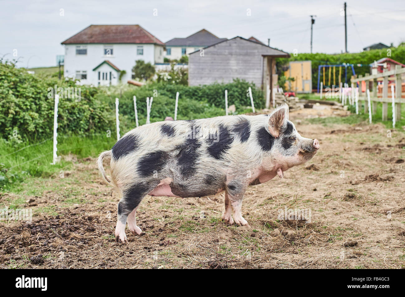 Gefleckte Schwein auf einen Kleinbetrieb Stockfoto