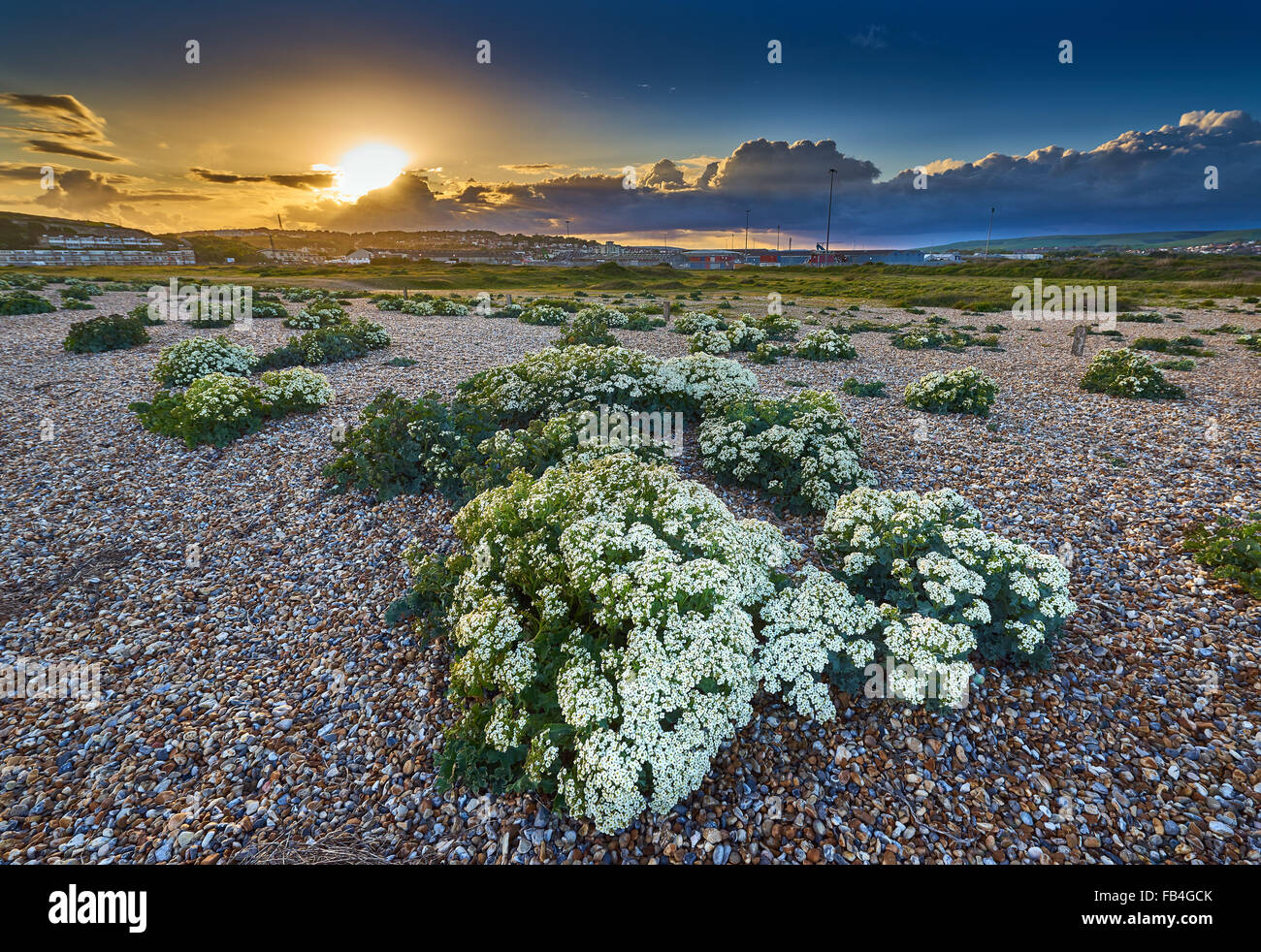 Seekohl auf einem Kiesstrand Stockfoto