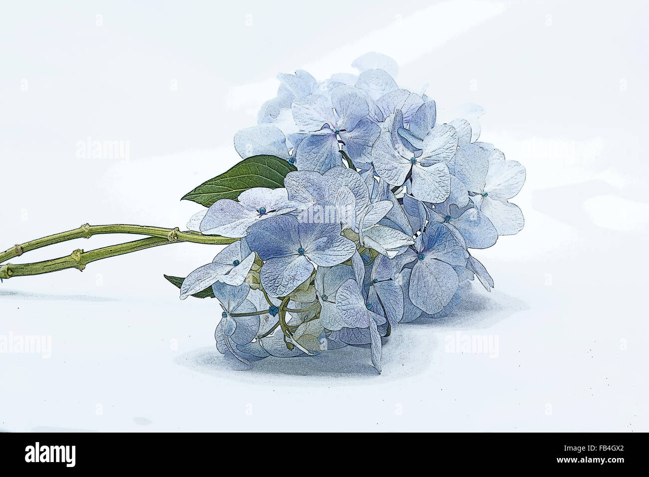 Blaue Hortensien auf weißem Hintergrund Stockfoto