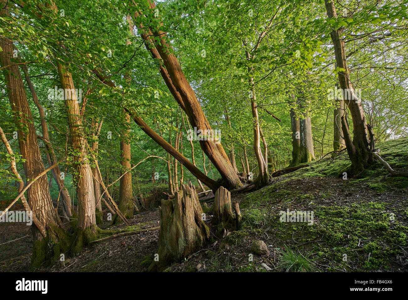 Alten Wäldern an einem Frühlingsabend Stockfoto