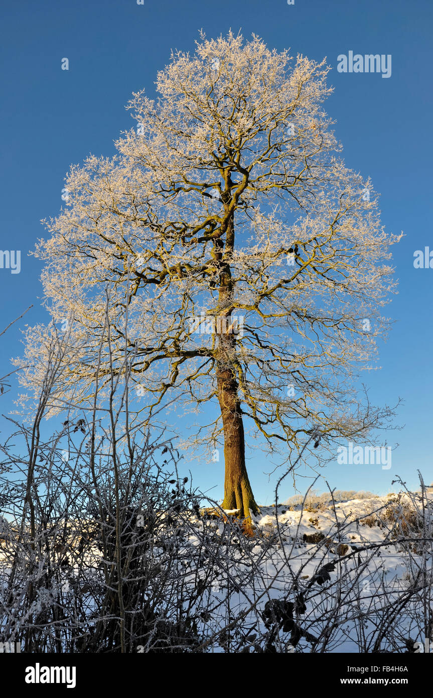 Eiche Baum mit satiniertem Ästen vor einem strahlend blauen Winterhimmel zu sehen. Stockfoto