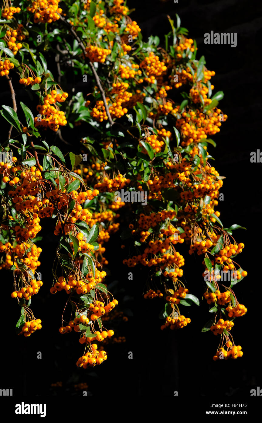 Massen von leuchtend orange Pyracantha Beeren mit einem dunklen kontrastierenden Hintergrund hängen. Stockfoto