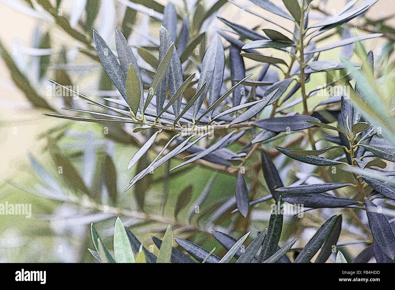 südam. stechpalme gew Stechpalme - Ilex aquifolium