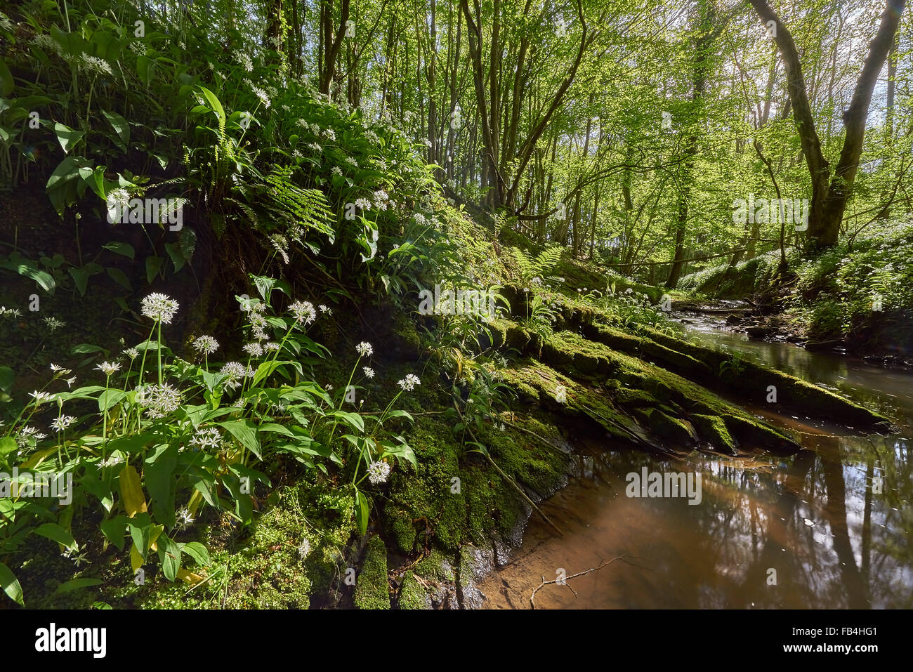 Alten Wald im Frühling mit Bärlauch Stockfoto