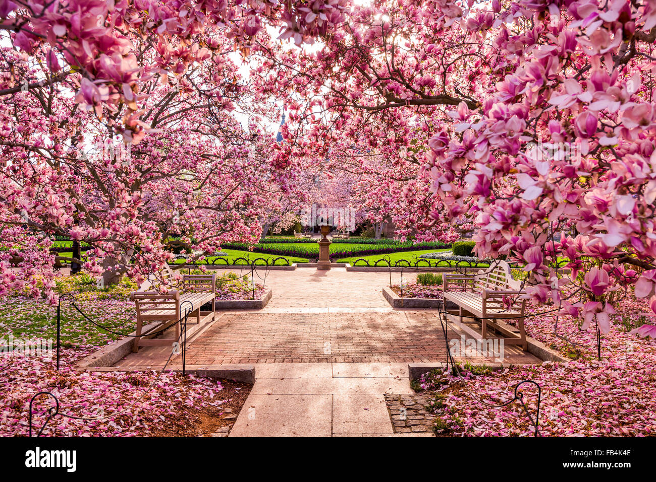 Washington DC Frühling Laub in der Nähe der National Mall. Stockfoto