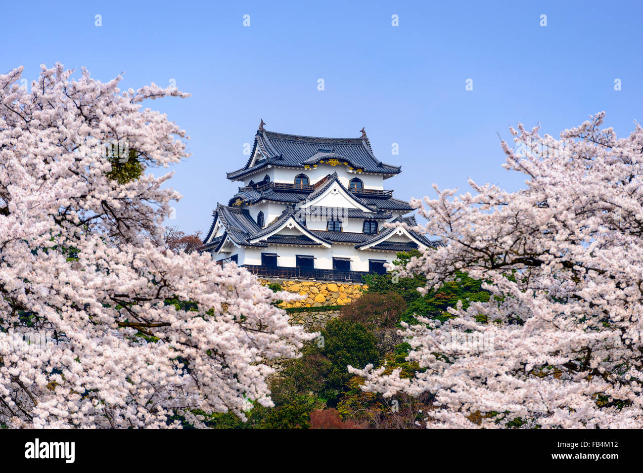 Hikone, Japan in Hikone Casle in der Frühjahrssaison. Stockfoto