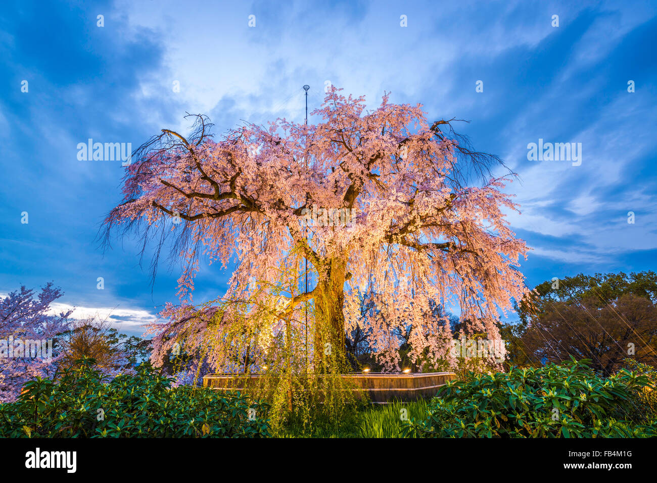 Maruyama-Park in Kyoto/Japan während des Frühlingsfestes Kirschblüte. Stockfoto