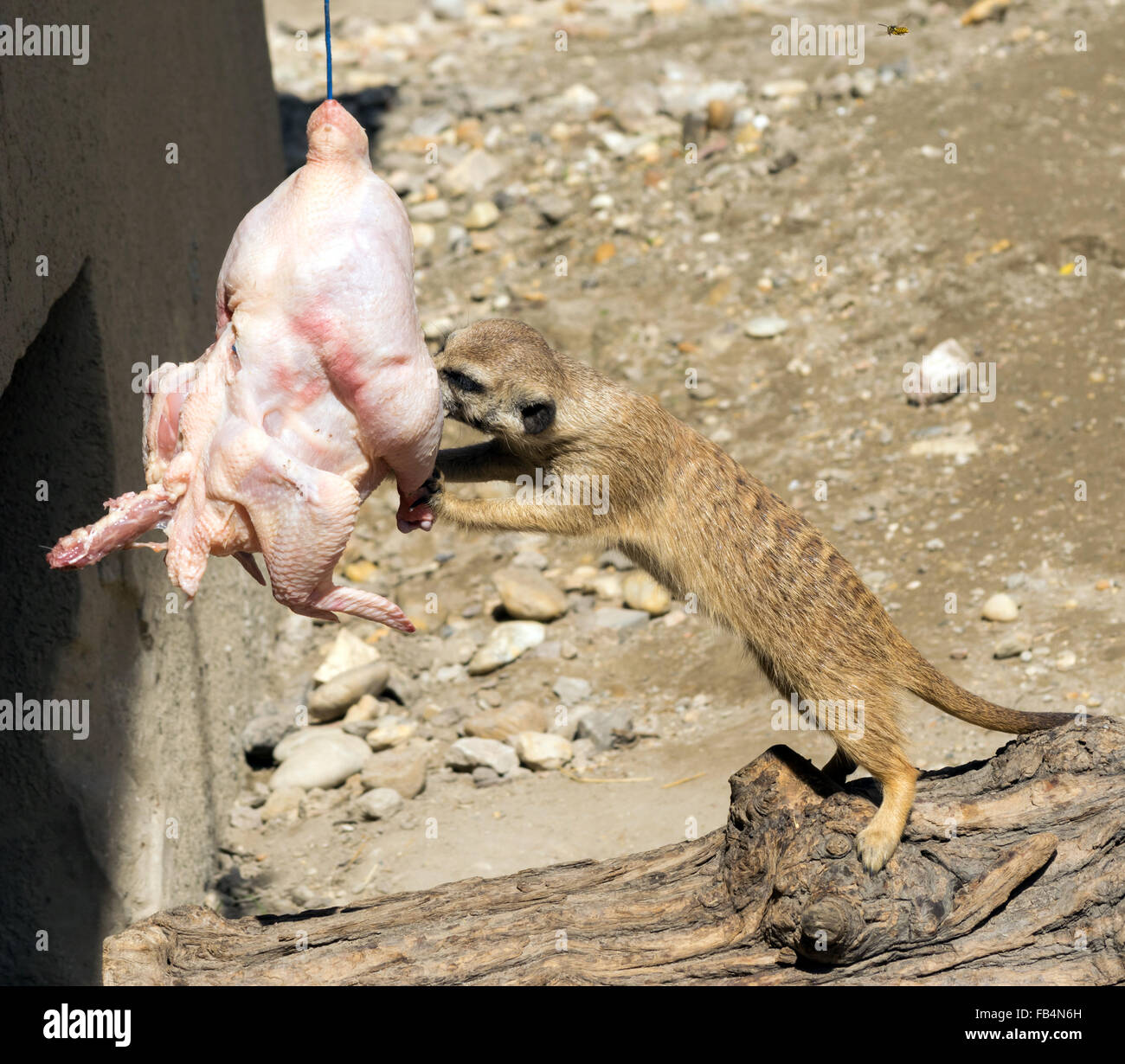 Erdmännchen (Suricata Suricatta) Essen eine hängende Huhn Stockfoto