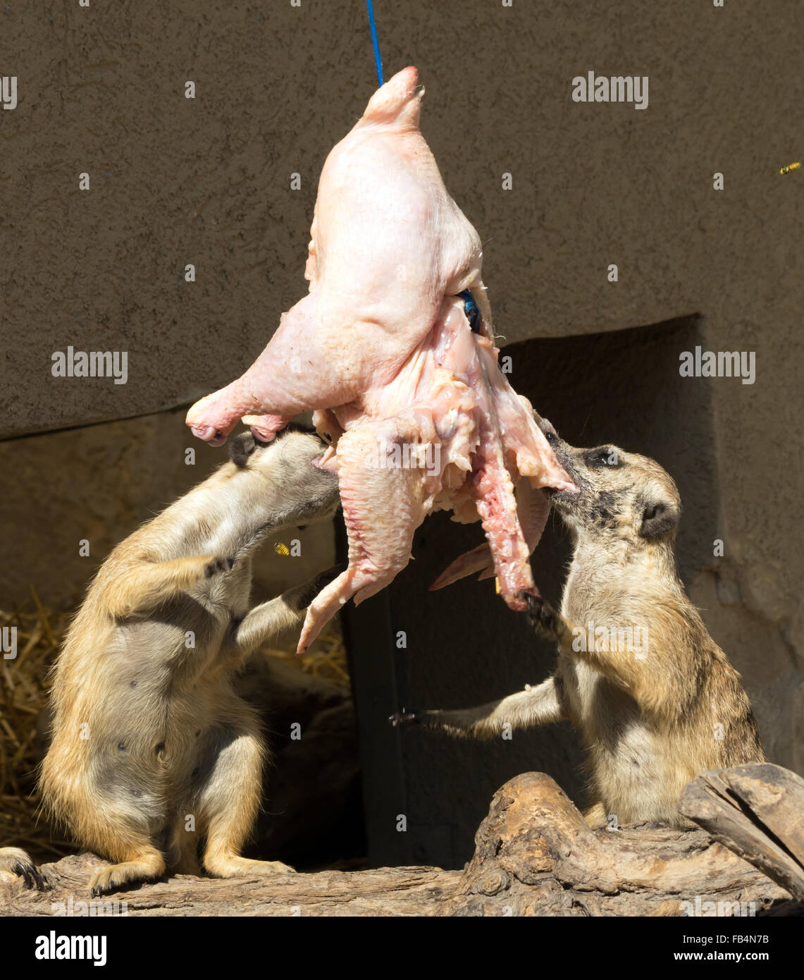 Erdmännchen (Suricata Suricatta) Essen eine hängende Huhn Stockfoto