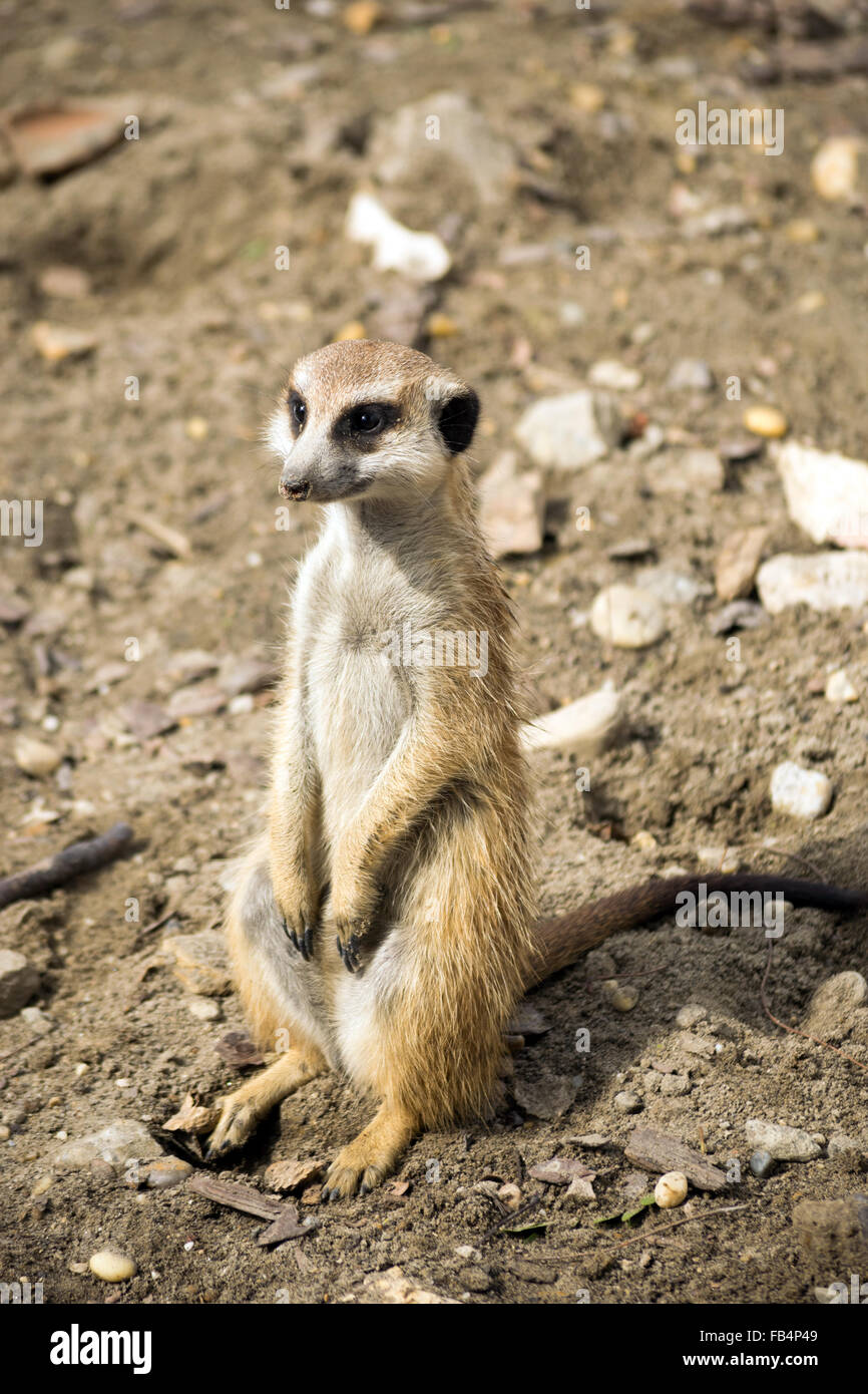 Erdmännchen (Suricata Suricatta) lustig suchen Stockfoto