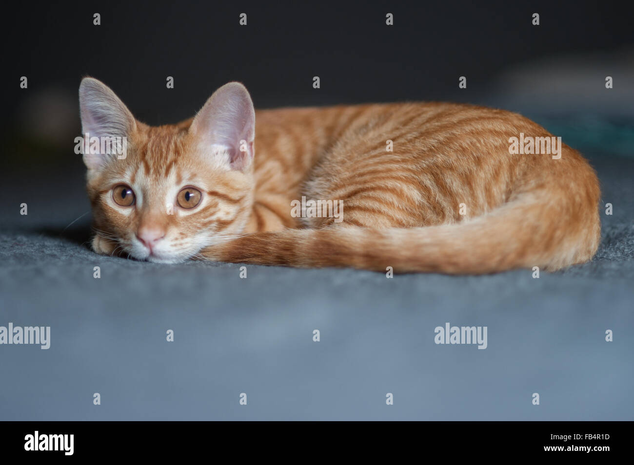 Tabby Kätzchen liegend auf dem Bett nach links Stockfoto